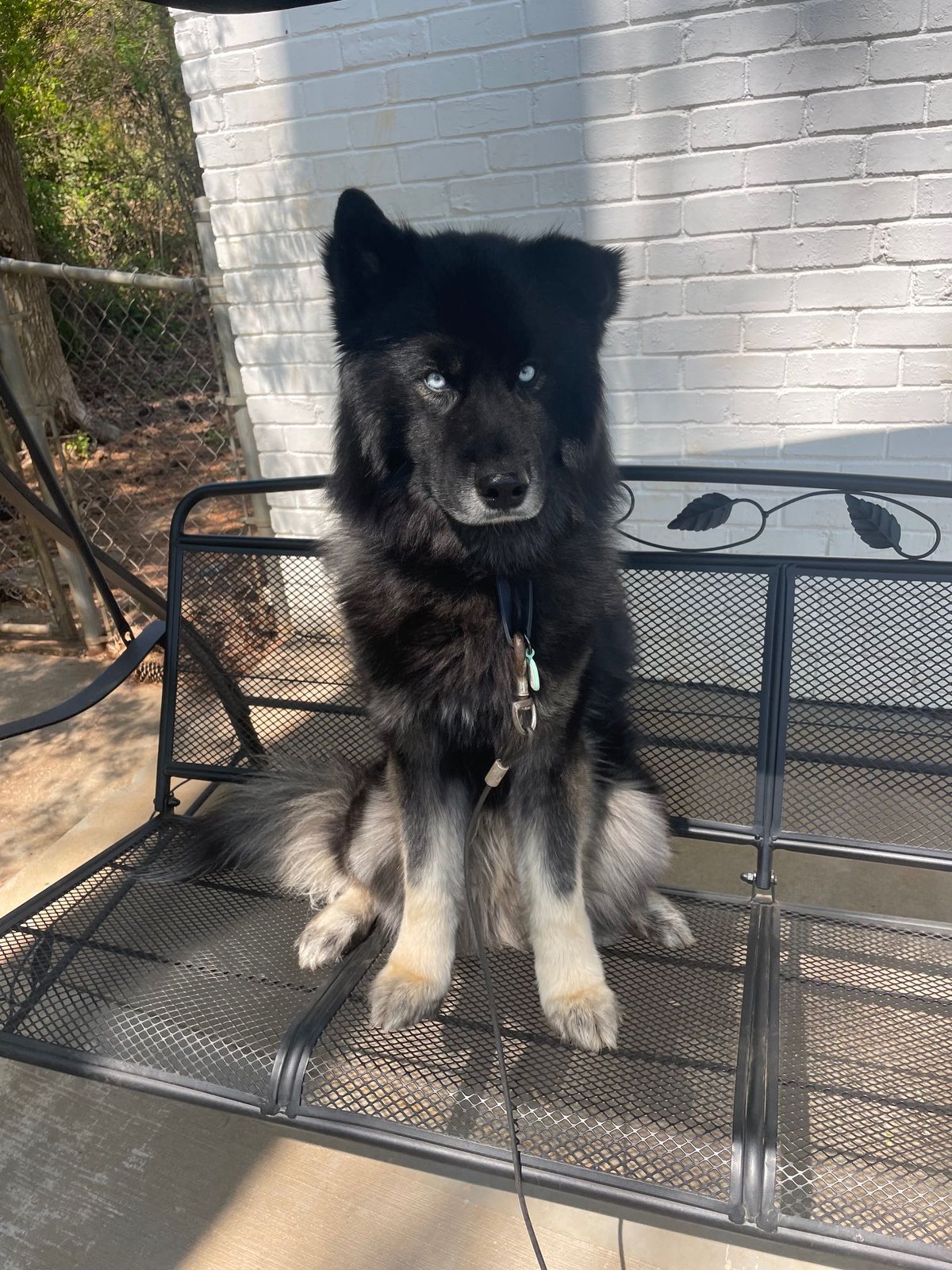 Lost Dog in Birmingham, England — Have you seen this dog?