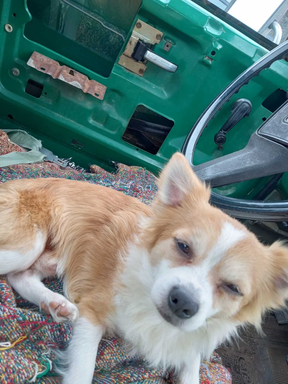 Lost Dog in Bradford, England — listing photo