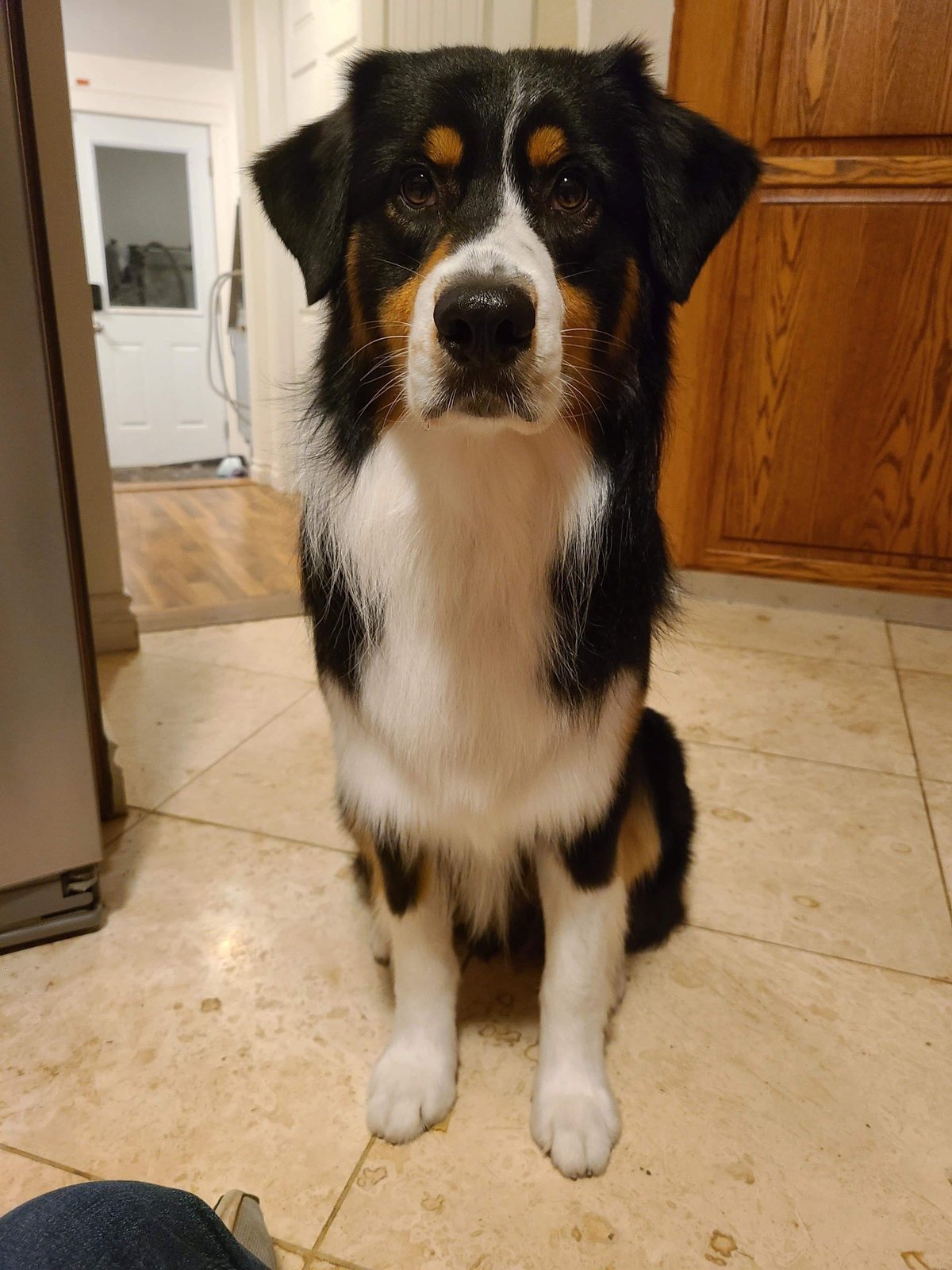 Lost Dog in Derby, England — listing photo