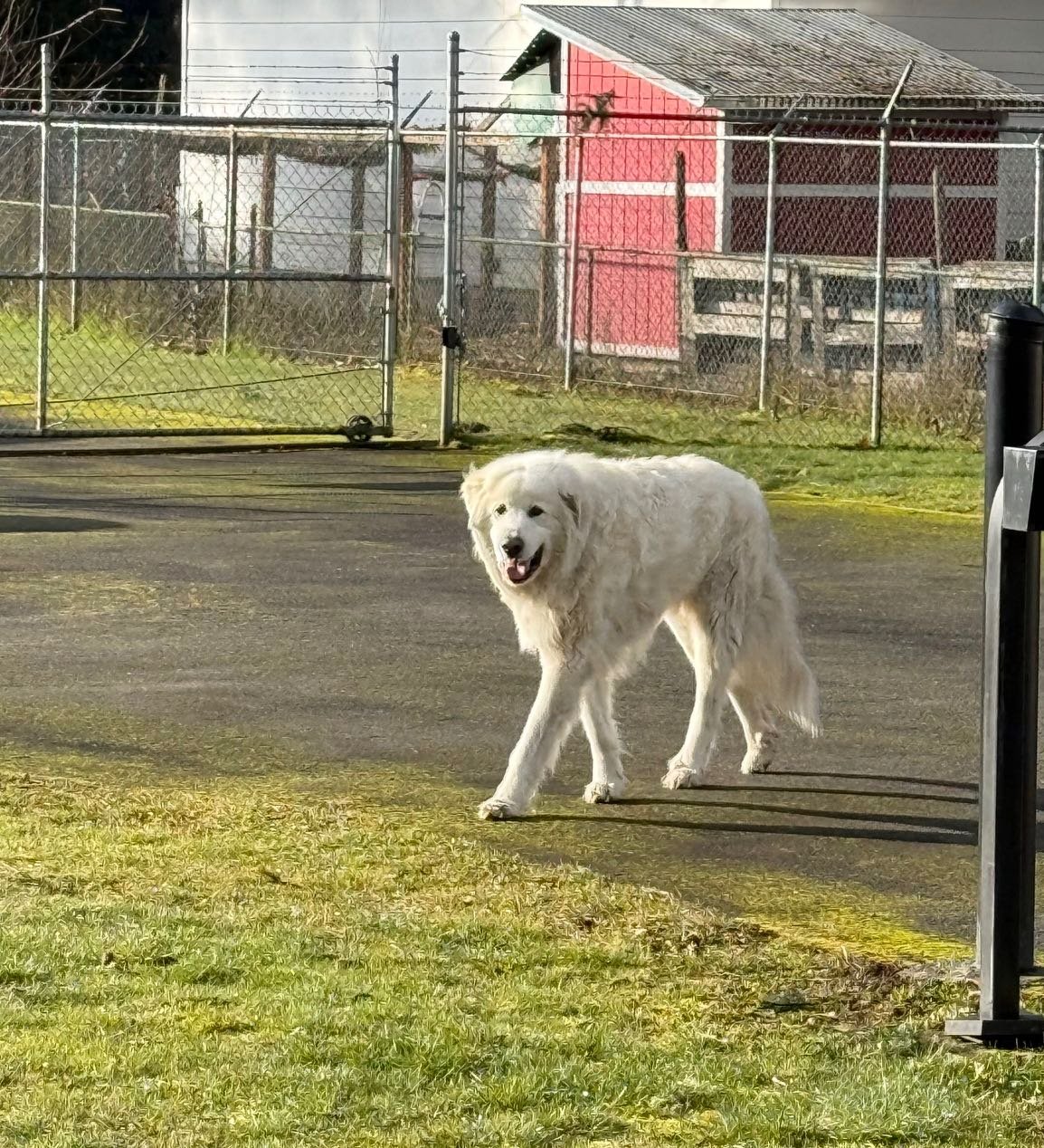 Found Dog in Birmingham, England — Stray dog found safe