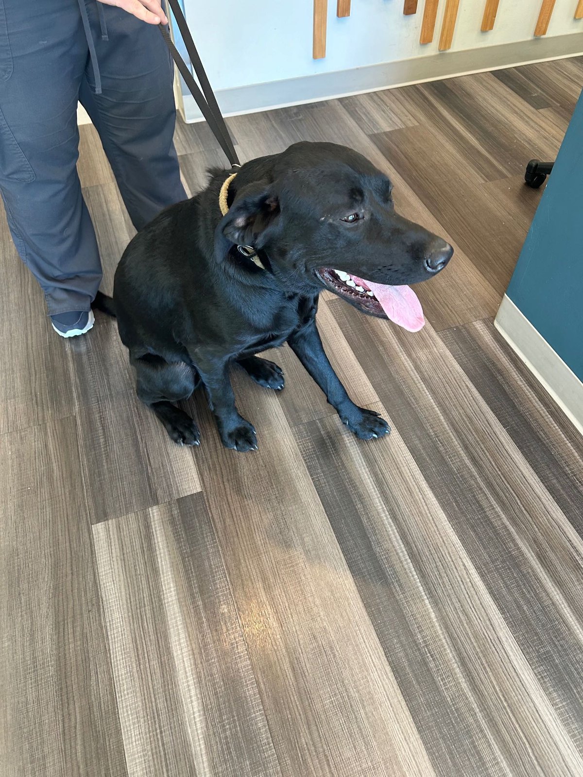 Found Dog in Leeds, England — Stray dog found safe