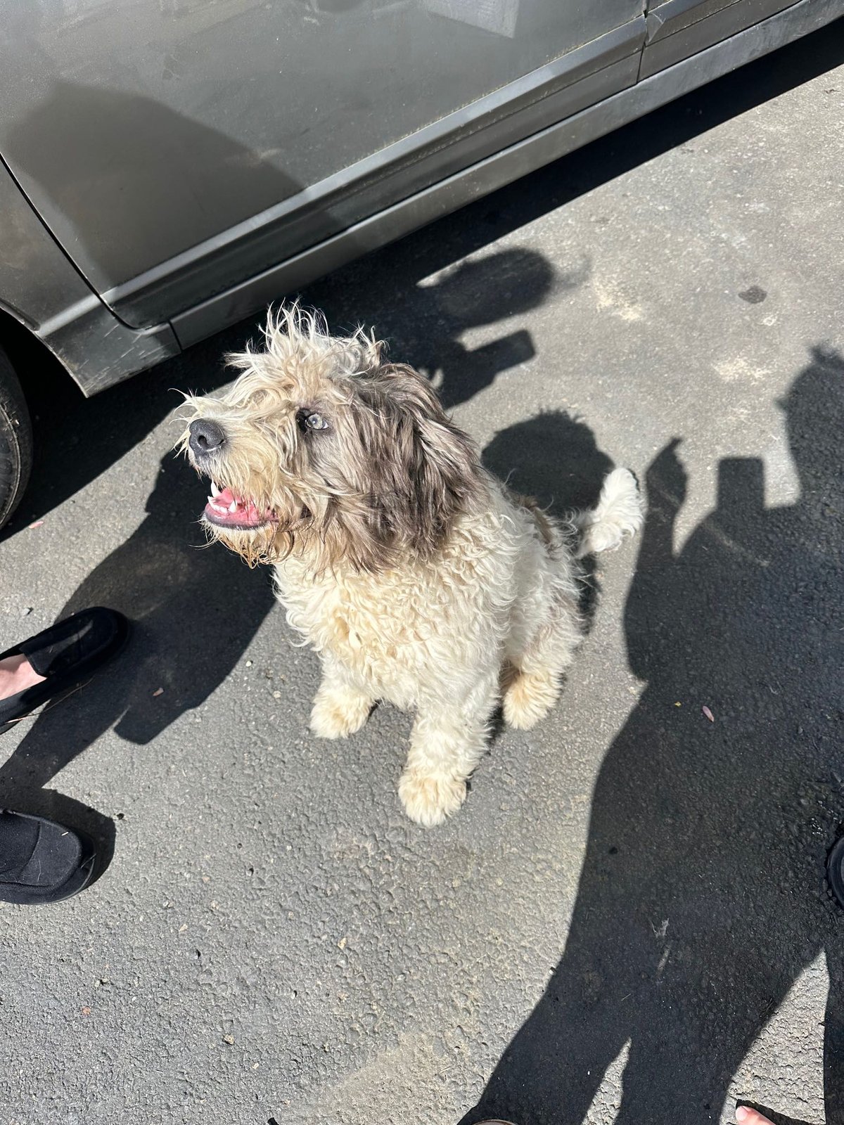 Found Dog in Stoke-on-Trent, England — Dog found nearby