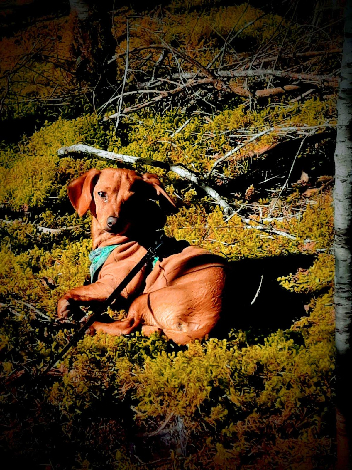 Lost Dog in Nottingham, England — Have you seen this dog?