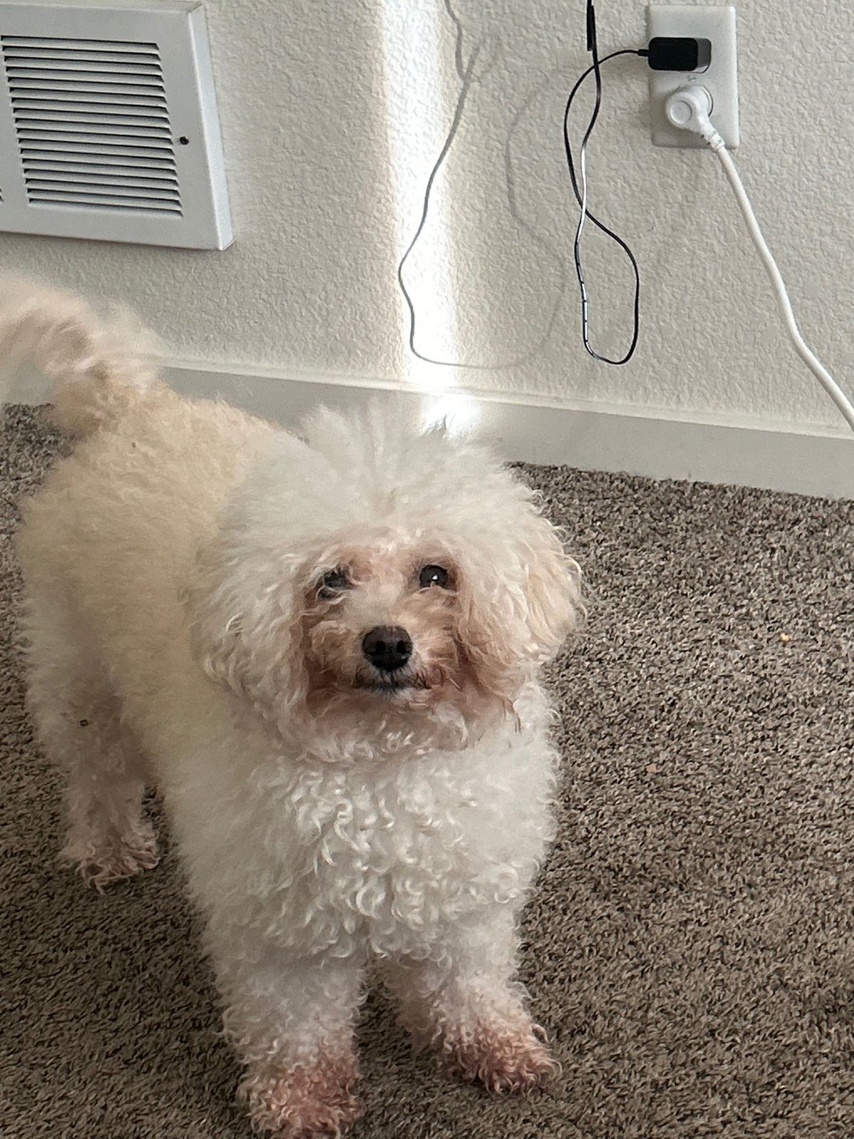 Lost Dog in Cardiff, Wales — listing photo