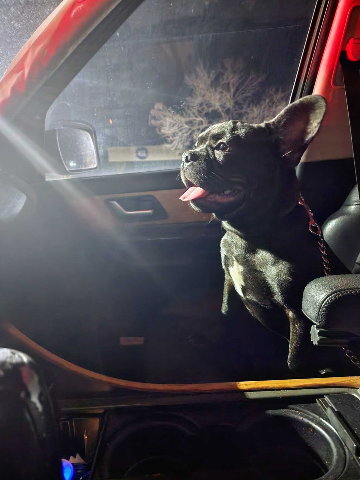 Lost Dog in Stoke-on-Trent, England — listing photo