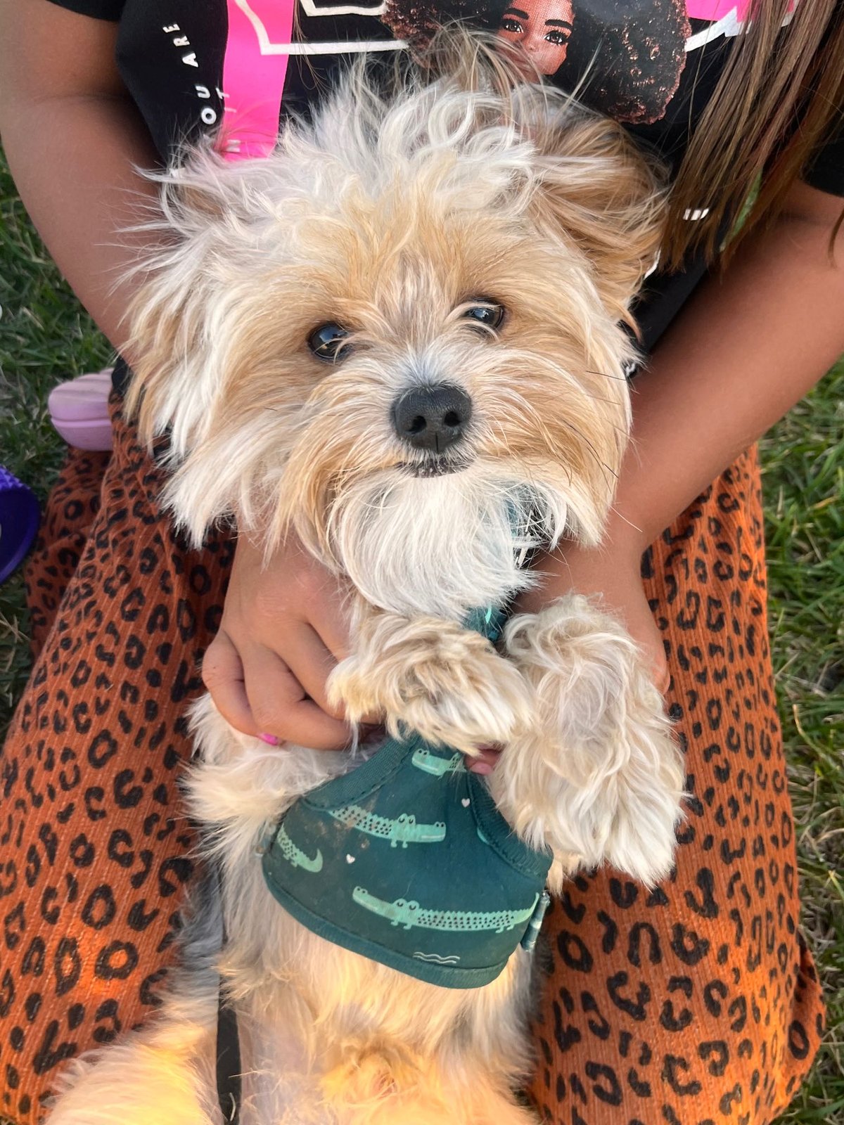 Lost Dog in Brighton, England — listing photo