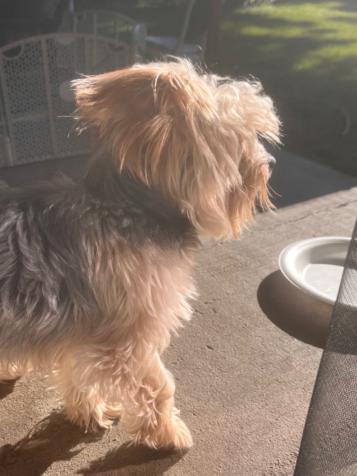 Lost Dog in Wolverhampton, England — listing photo