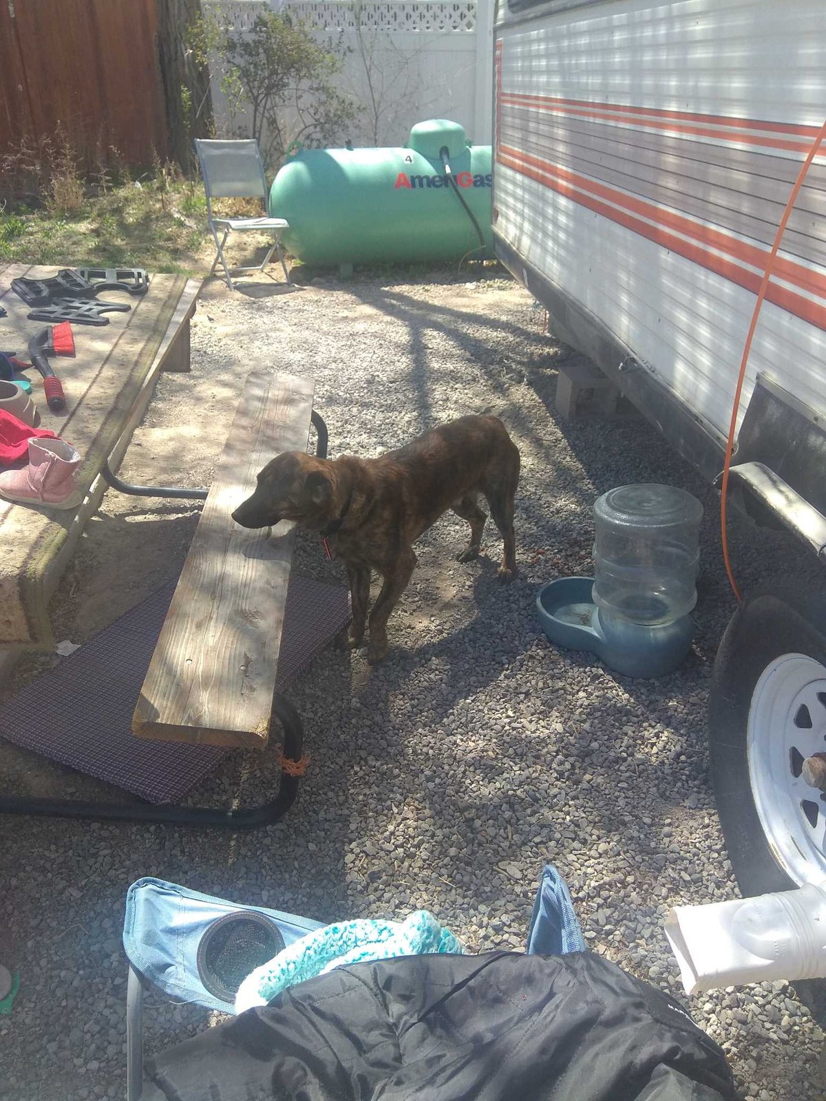 Lost Dog in Bradford, England — listing photo
