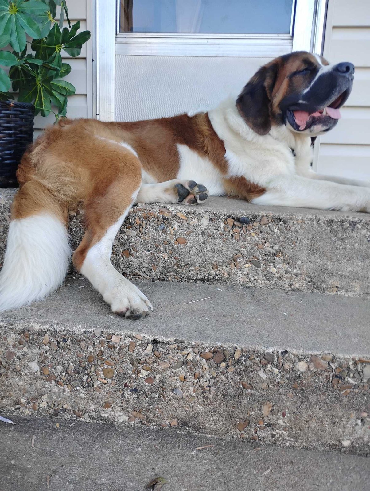 Lost Dog in Cardiff, Wales — listing photo