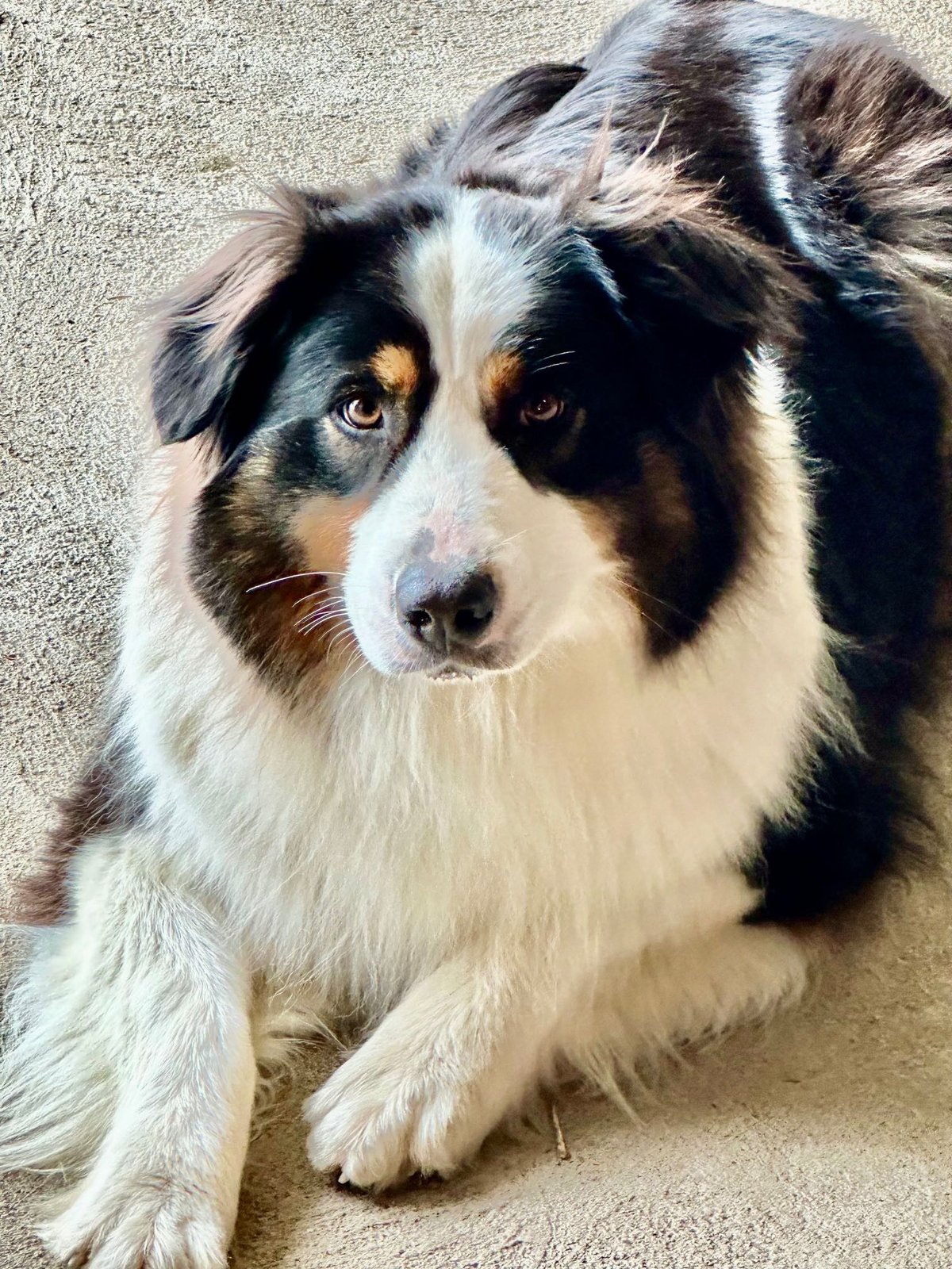 Lost Dog in Portsmouth, England — Have you seen this dog?