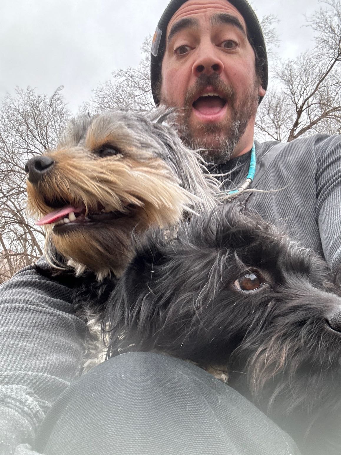 Lost Dog in Swansea, Wales — listing photo