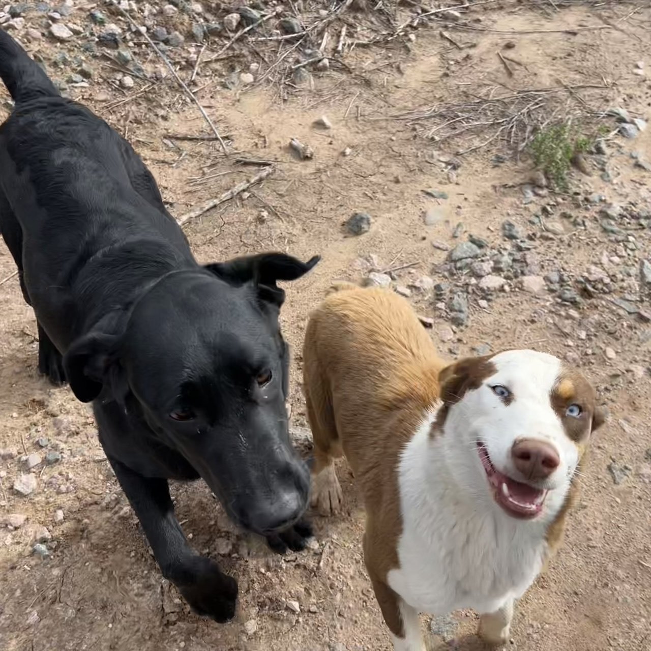 Found Dog in Birmingham, England — Stray dog found safe