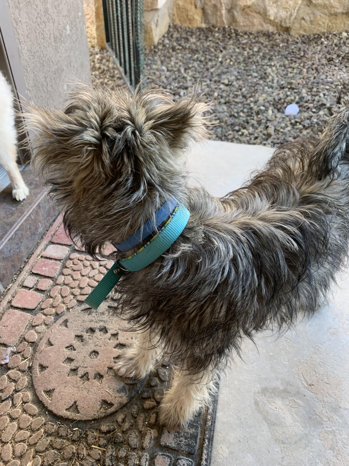 Found Dog in Newcastle upon Tyne, England — Stray dog found safe