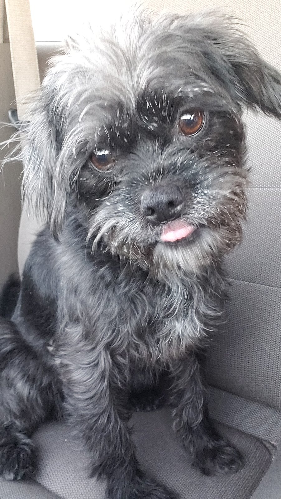 Found Dog in Sheffield, England — listing photo