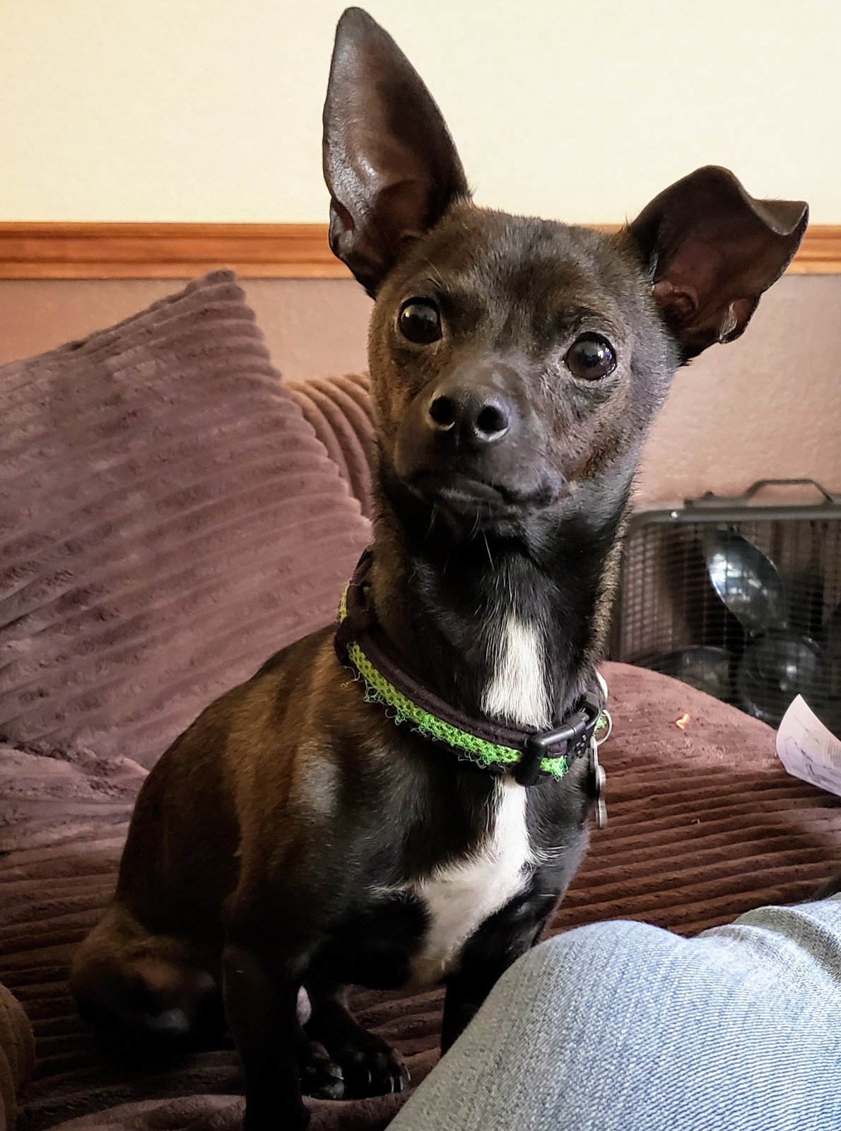 Lost Dog in Cambridge, England — Have you seen this dog?