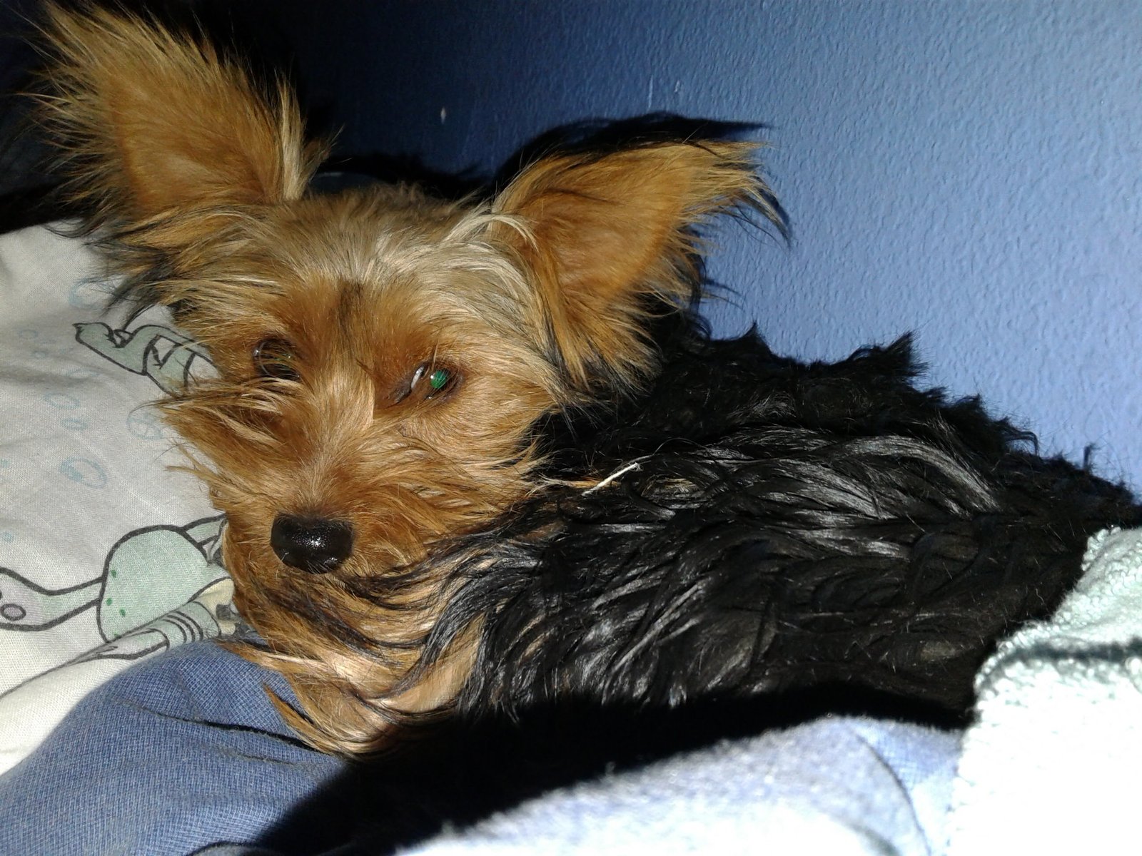 Lost Dog in Swansea, Wales — listing photo