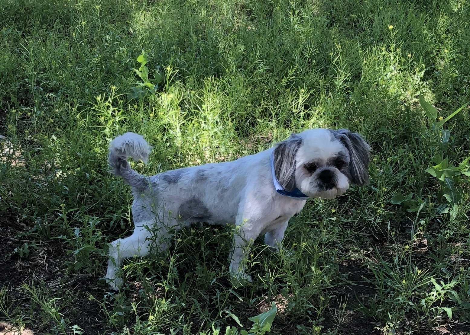 Lost Dog in Oxford, England — listing photo