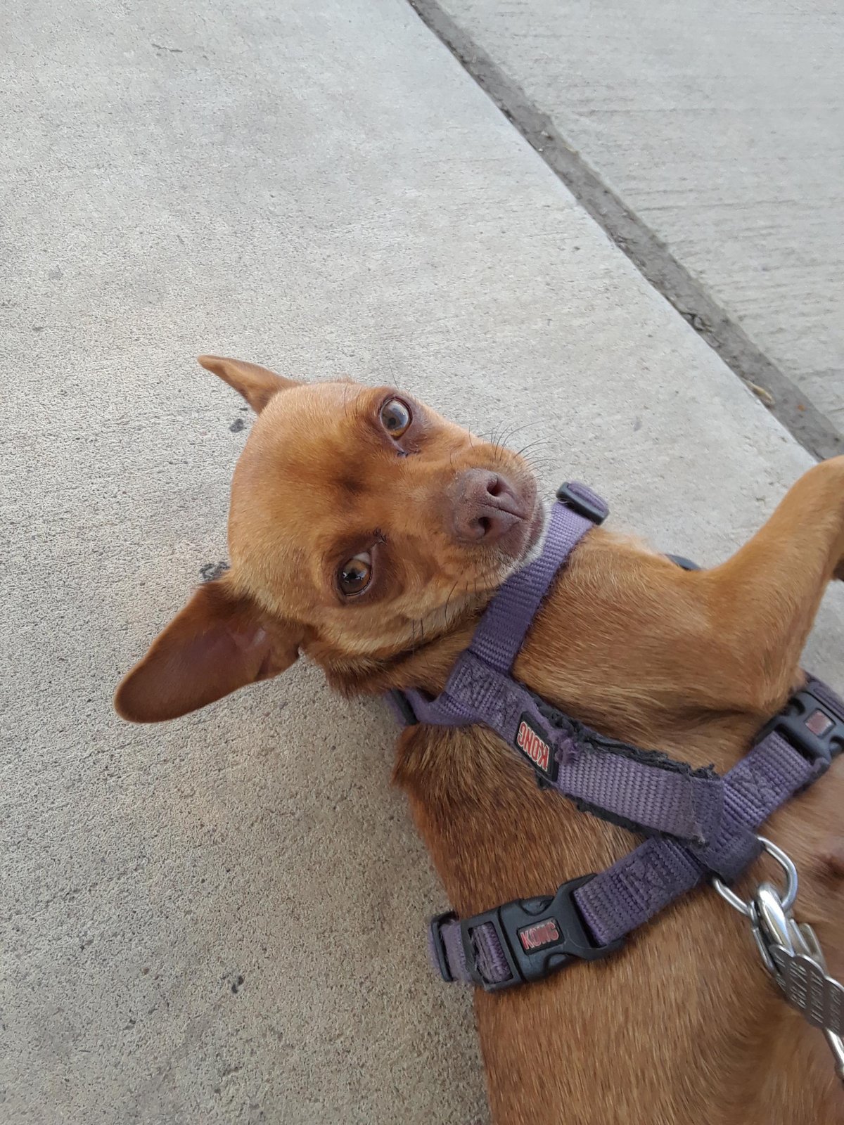 Lost Dog in Reading, England — listing photo