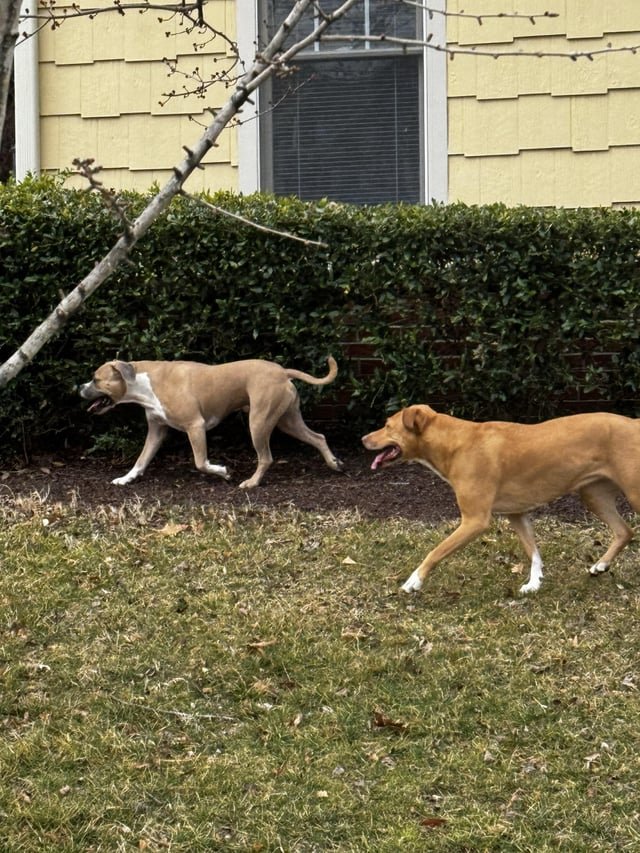 Lost Dog in Swansea, Wales — listing photo