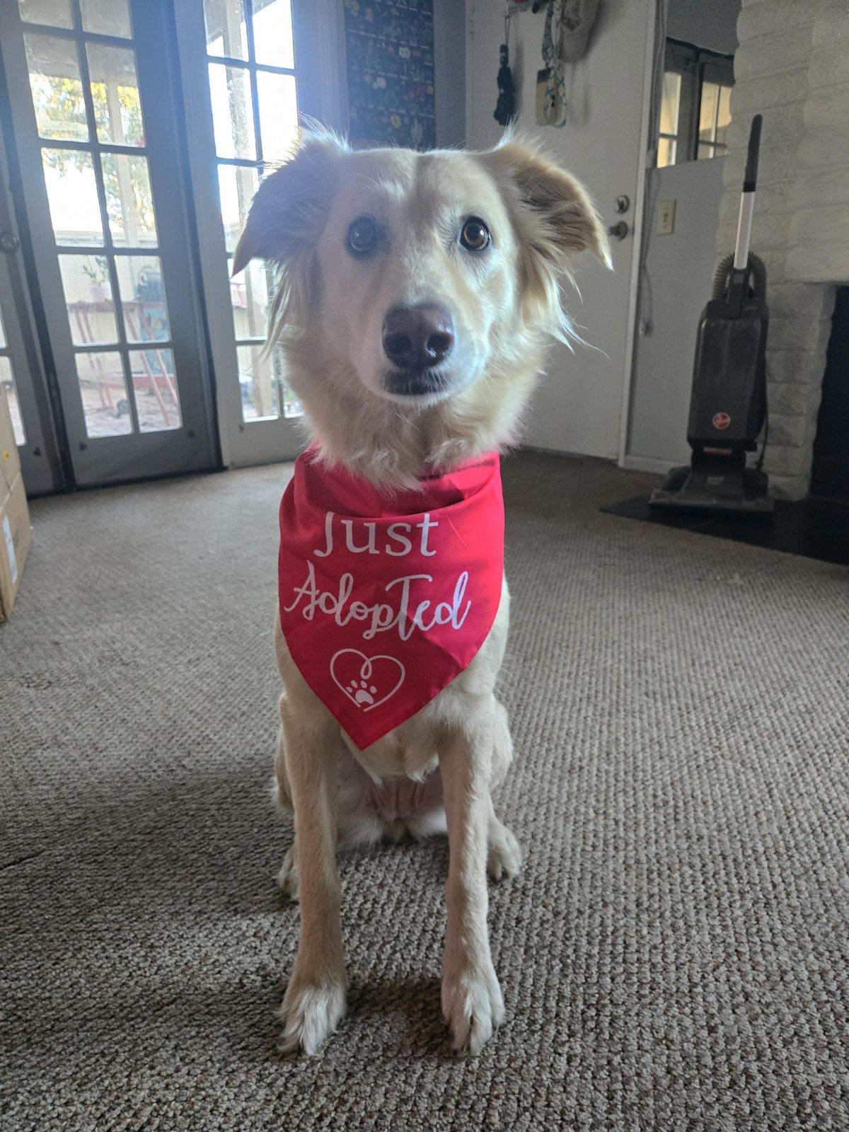 Lost Dog in Bristol, England — Have you seen this dog?