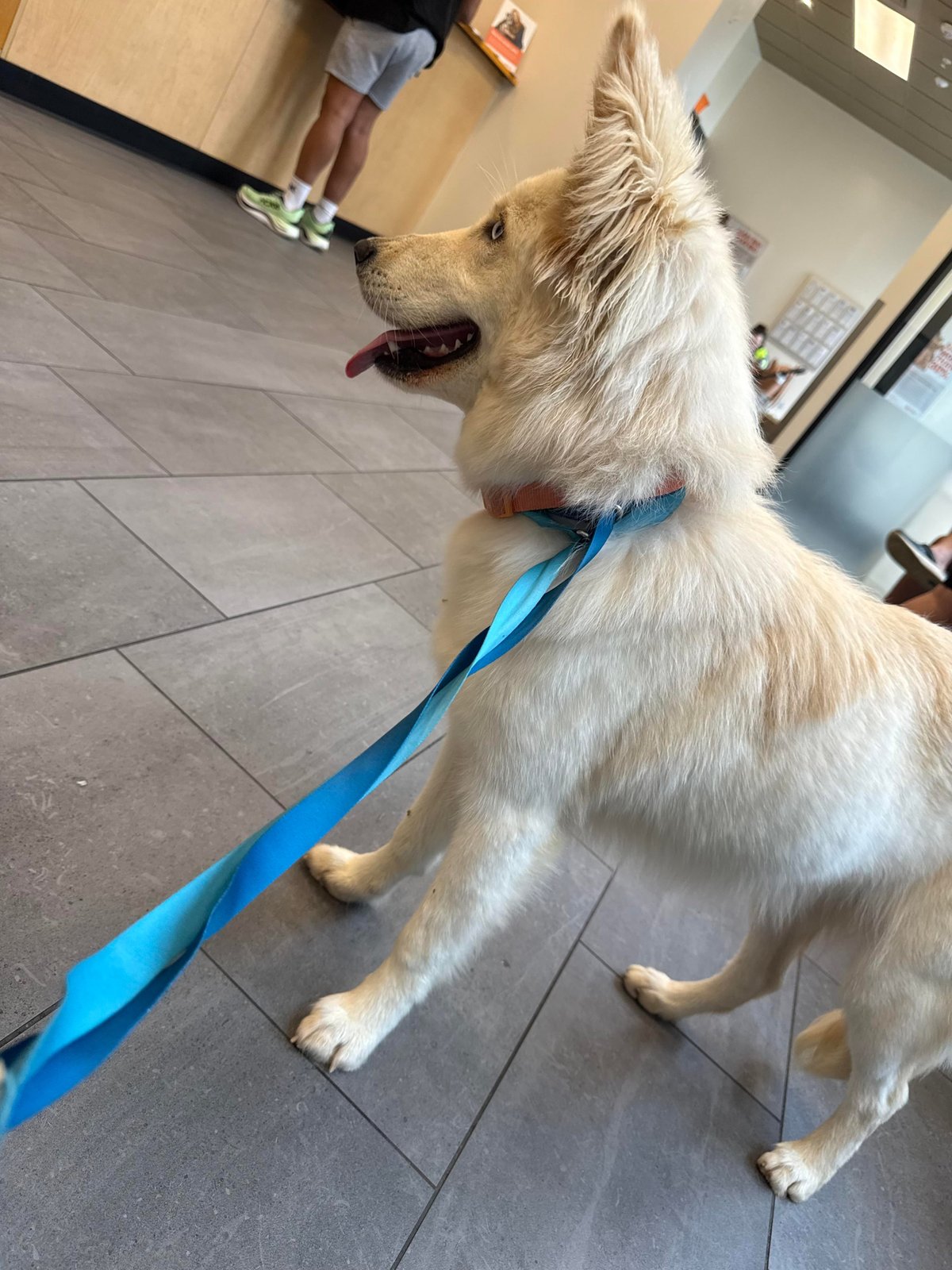 Found Dog in Plymouth, England — Stray dog found safe