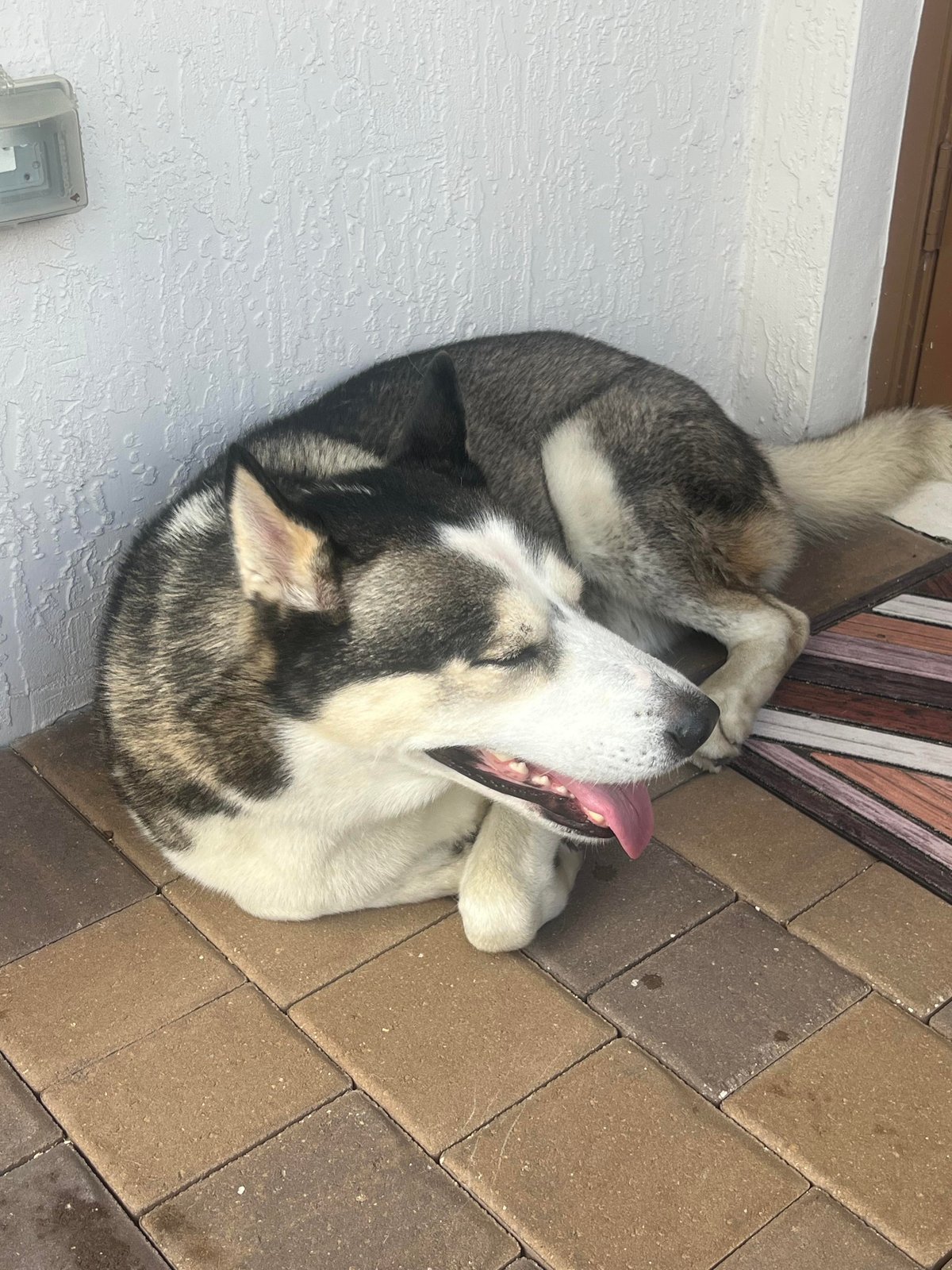 Found Dog in Manchester, England — listing photo