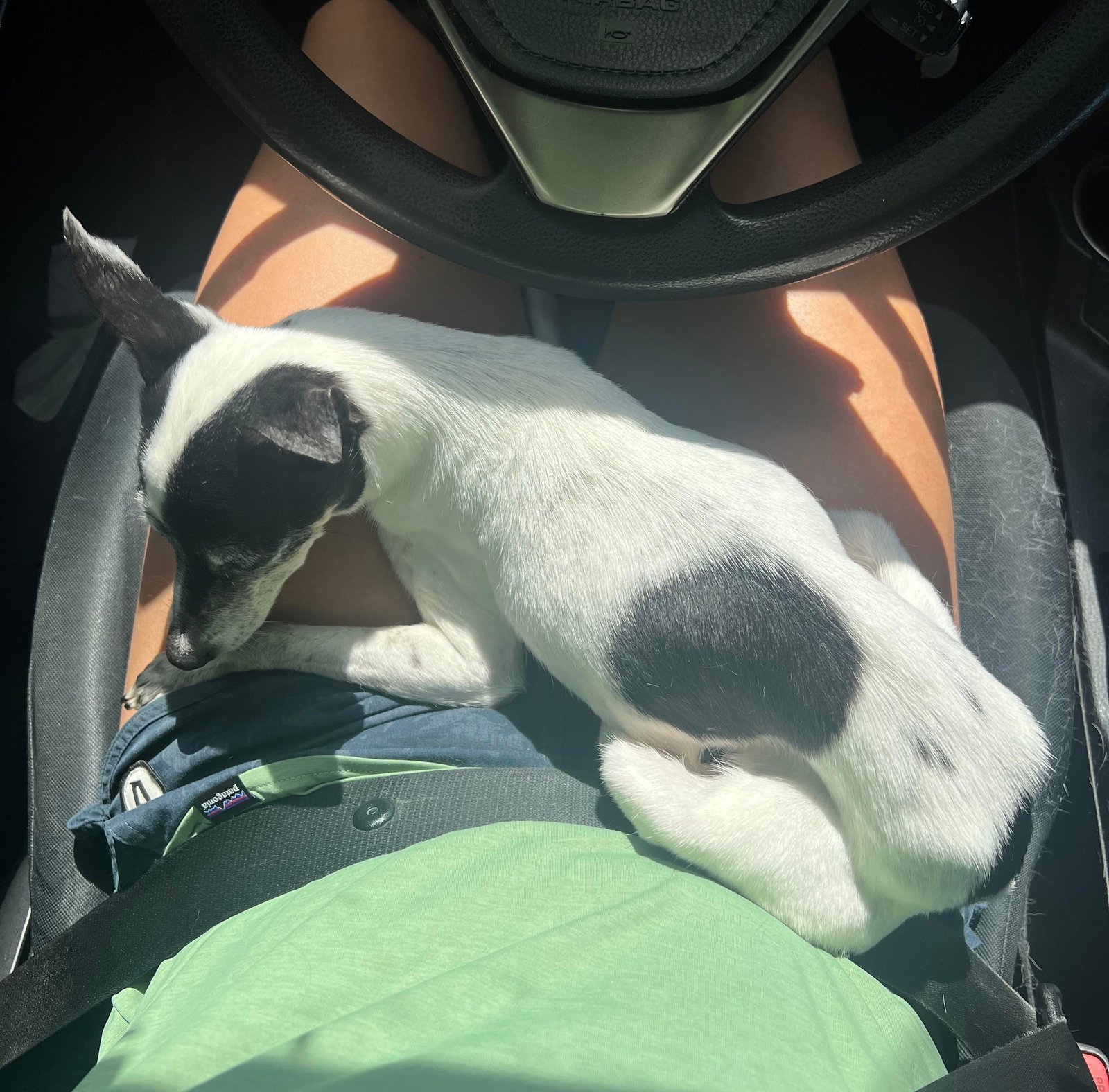 Lost Dog in Nottingham, England — listing photo