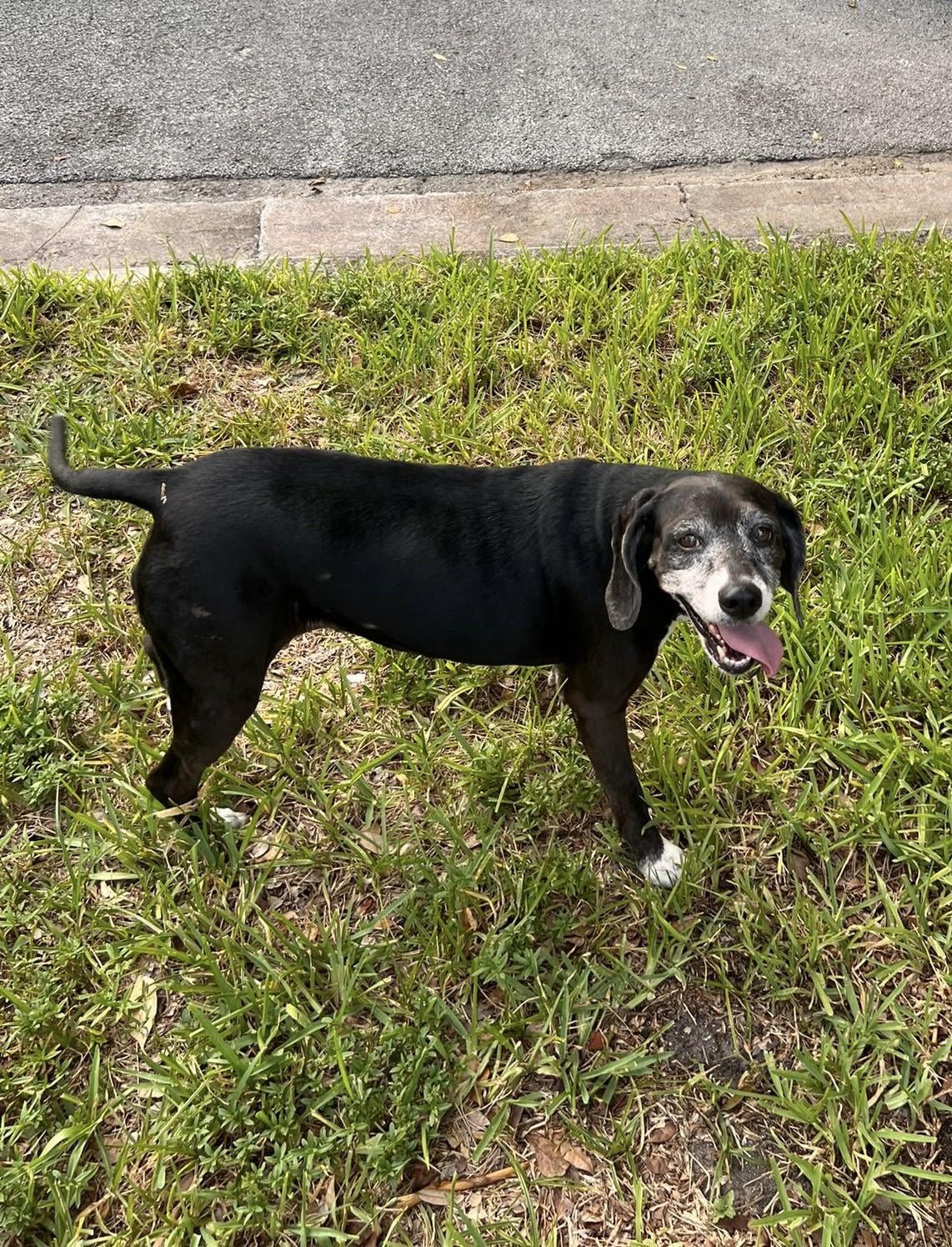 Lost Dog in Plymouth, England — listing photo