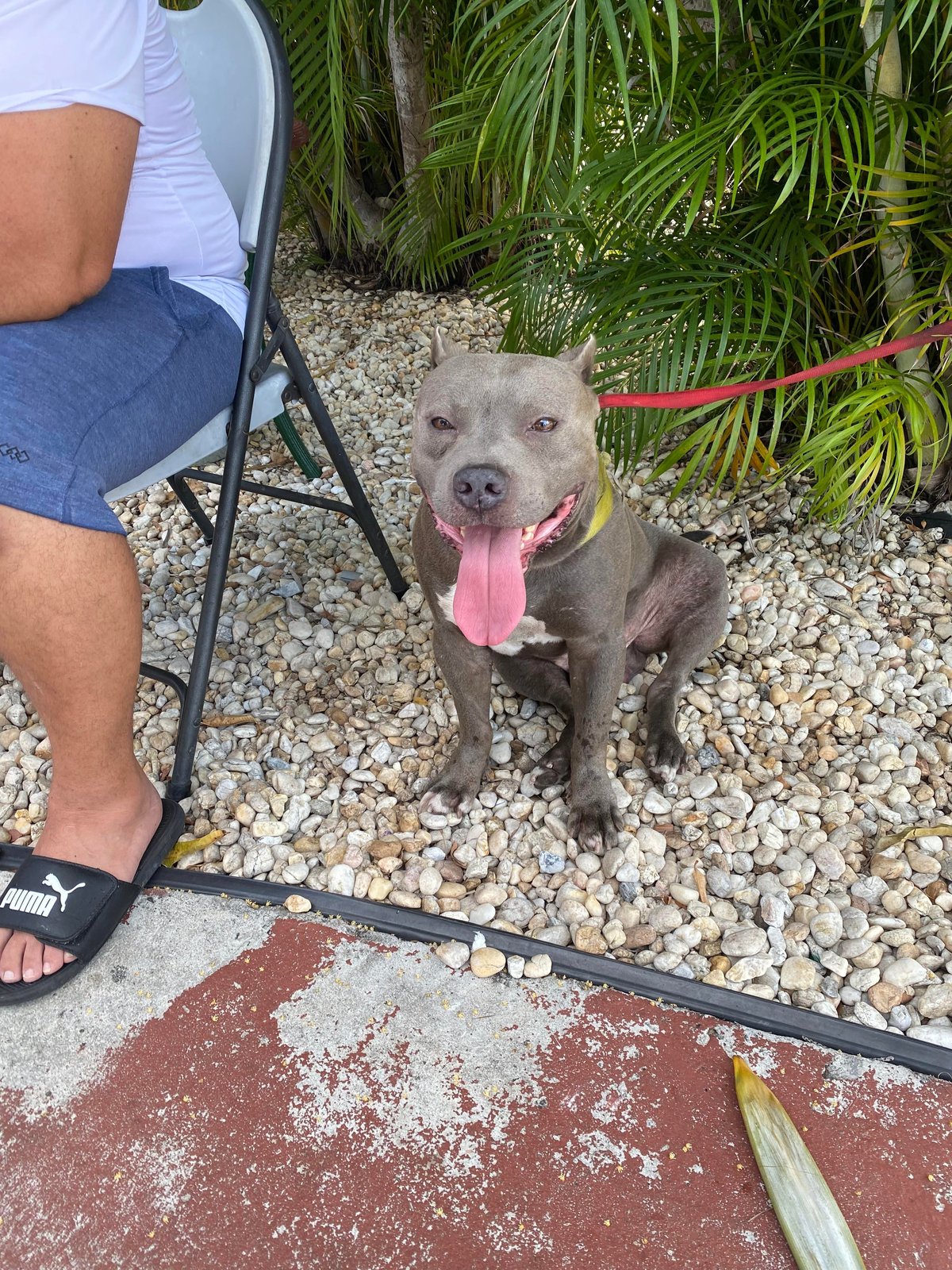 Lost Dog in Sheffield, England — listing photo