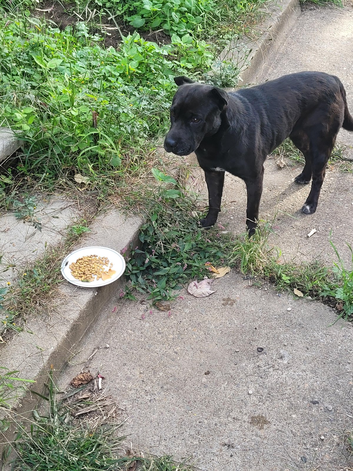 Lost Dog in Bradford, England — listing photo