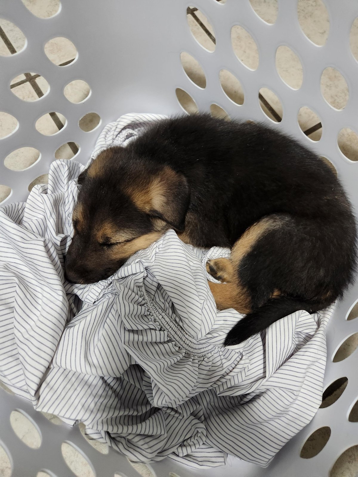 Found Dog in York, England — listing photo