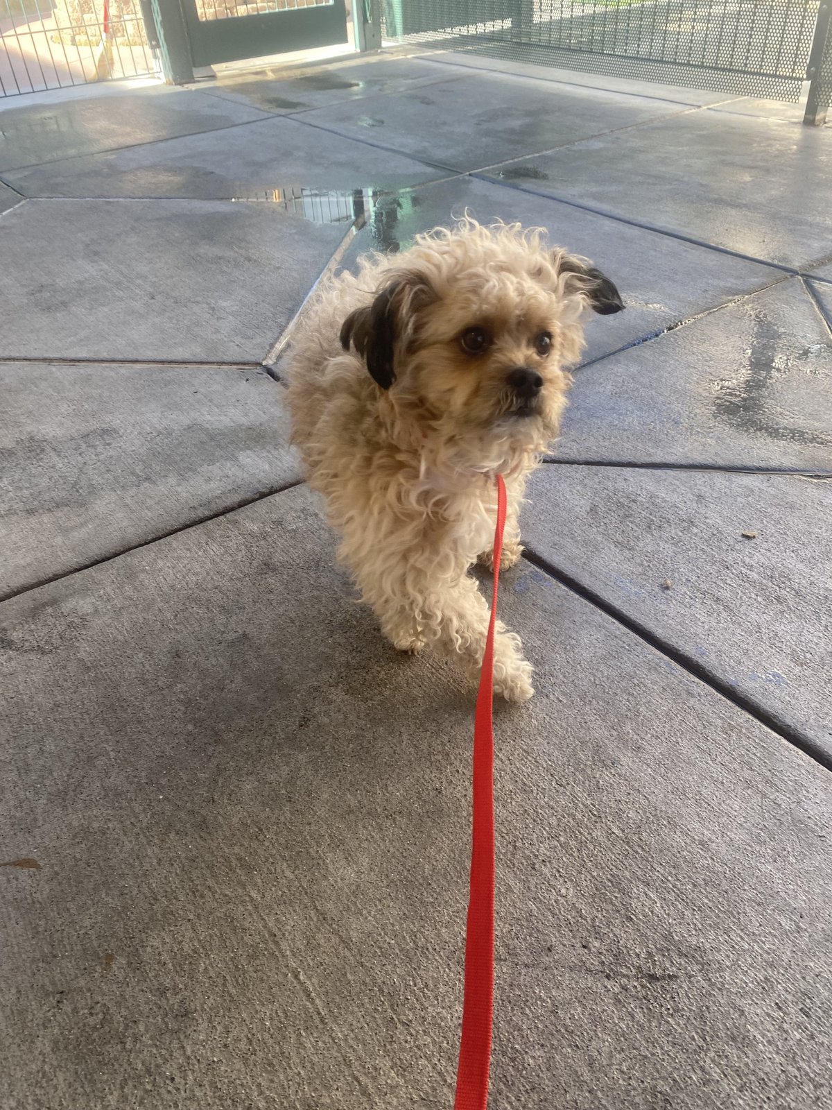 Lost Dog in Edinburgh, Scotland — listing photo