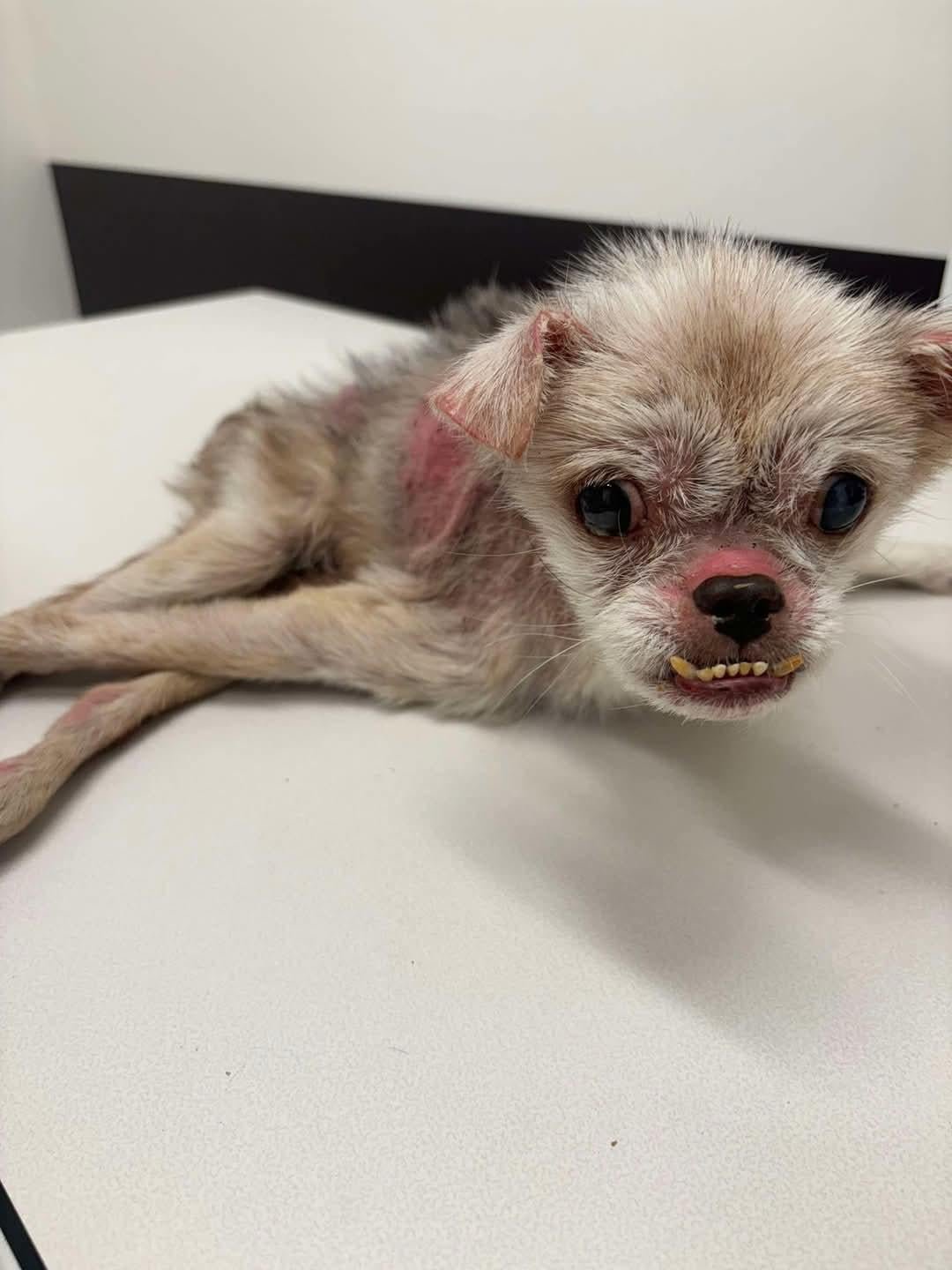 Found Dog in Norwich, England — Dog found nearby
