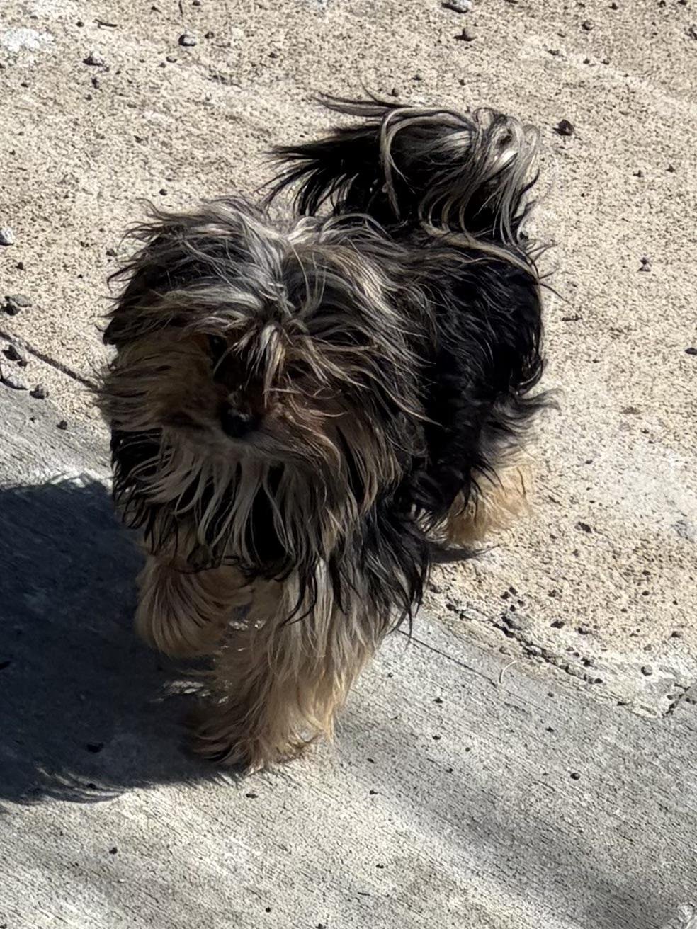 Lost Dog in Glasgow, Scotland — Have you seen this dog?