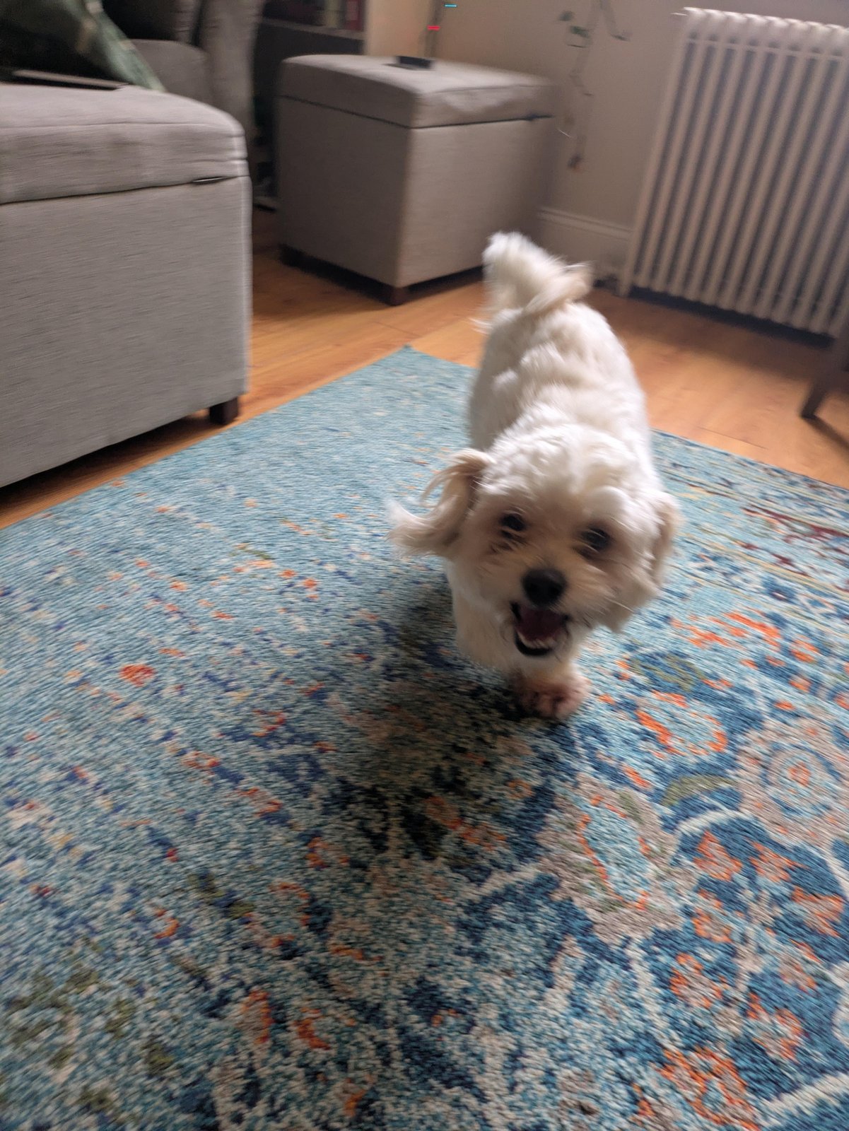 Lost Dog in Portsmouth, England — Have you seen this dog?