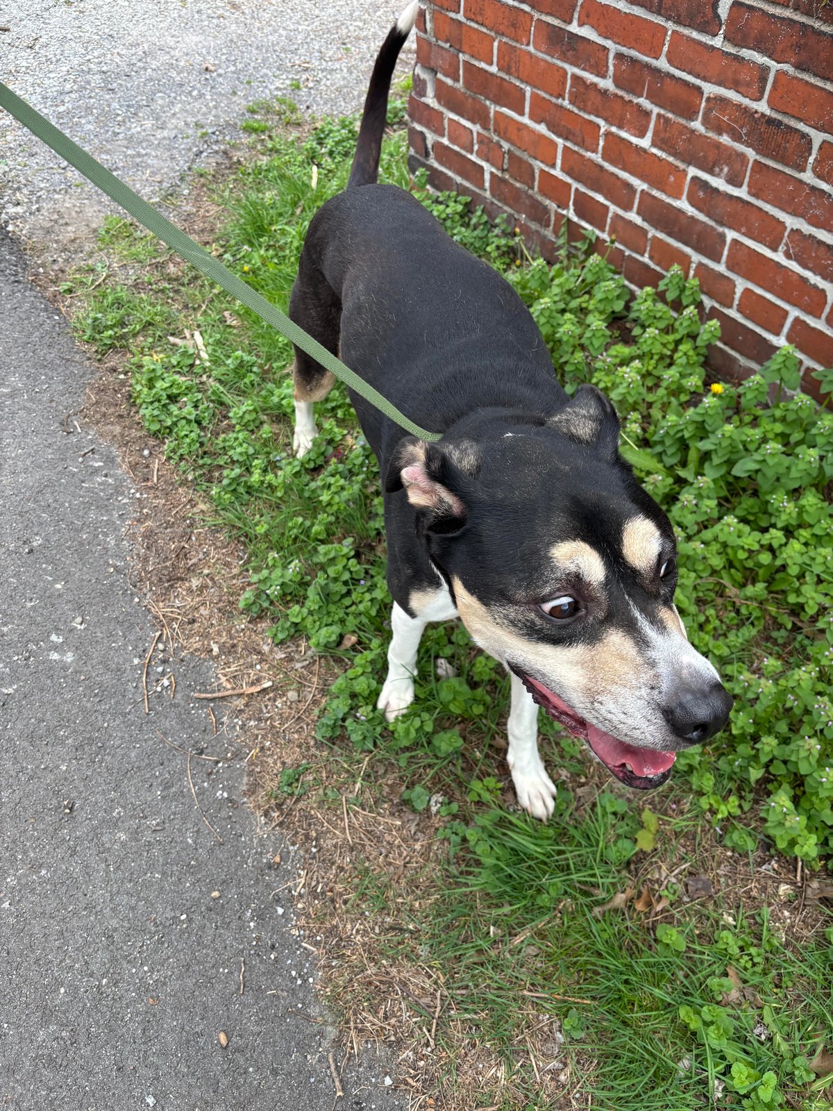 Found Dog in Coventry, England — listing photo