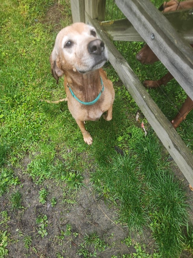 Lost Dog in Aberdeen, Scotland — listing photo