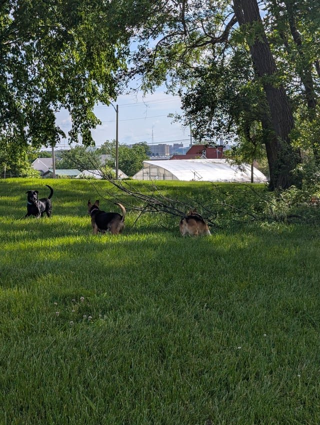Lost Dog in York, England — listing photo