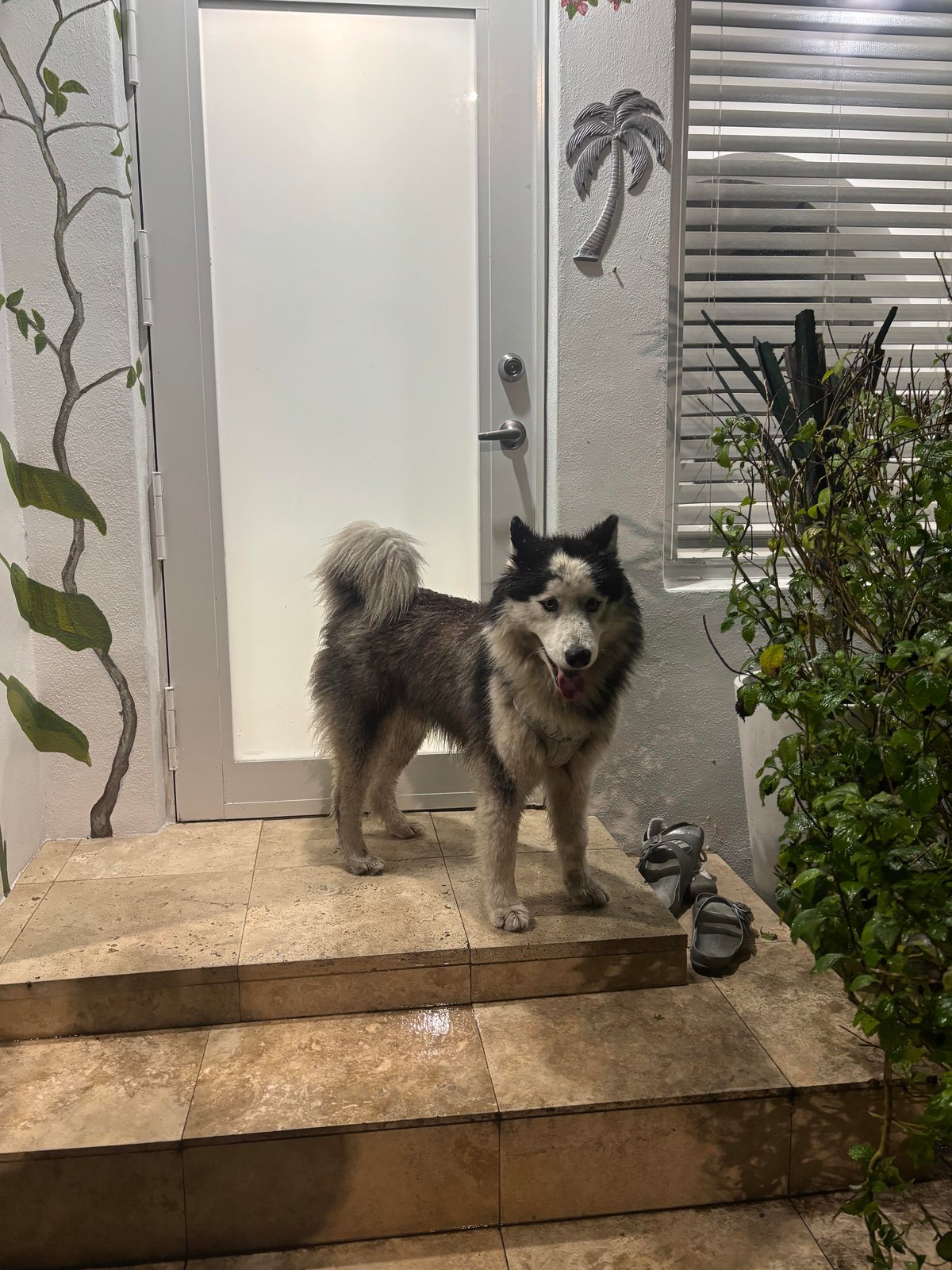 Found Dog in Leeds, England — Stray dog found safe