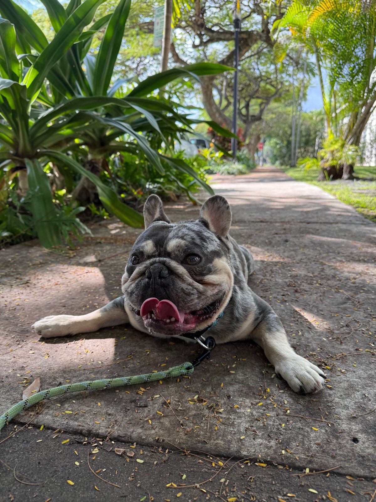 Found Dog in Liverpool, England — listing photo