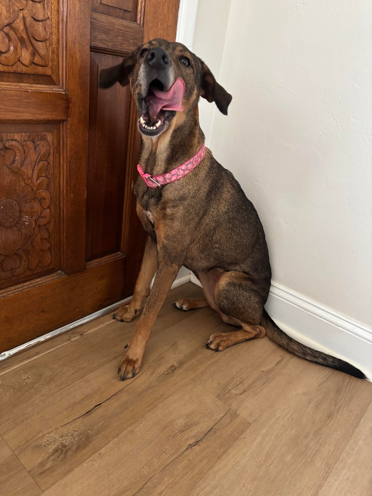 Found Dog in Aberdeen, Scotland — Stray dog found safe