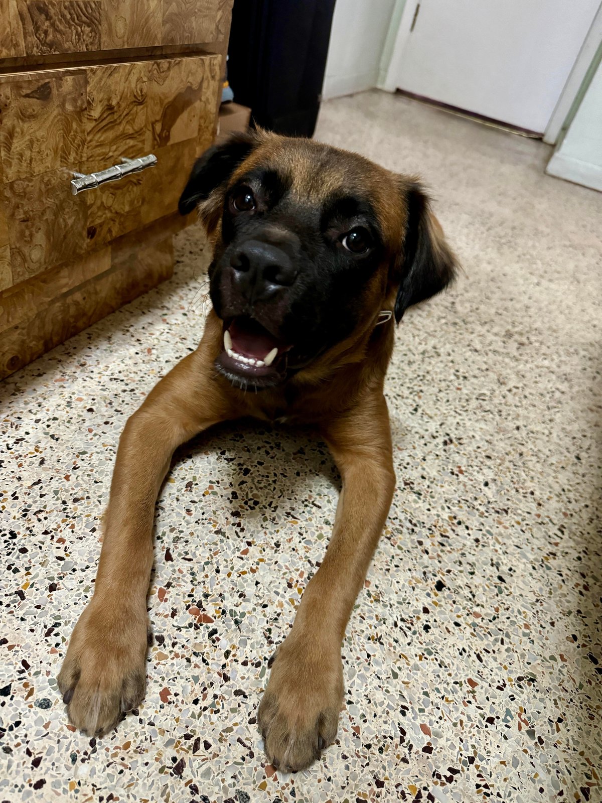 Found Dog in Coventry, England — listing photo