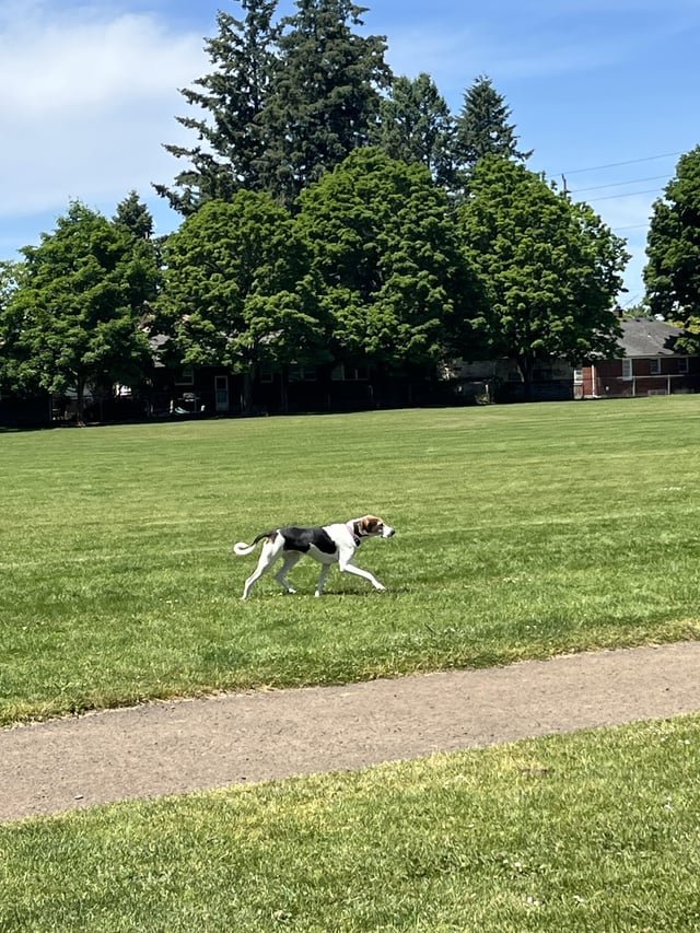 Lost Dog in Cambridge, England — Have you seen this dog?