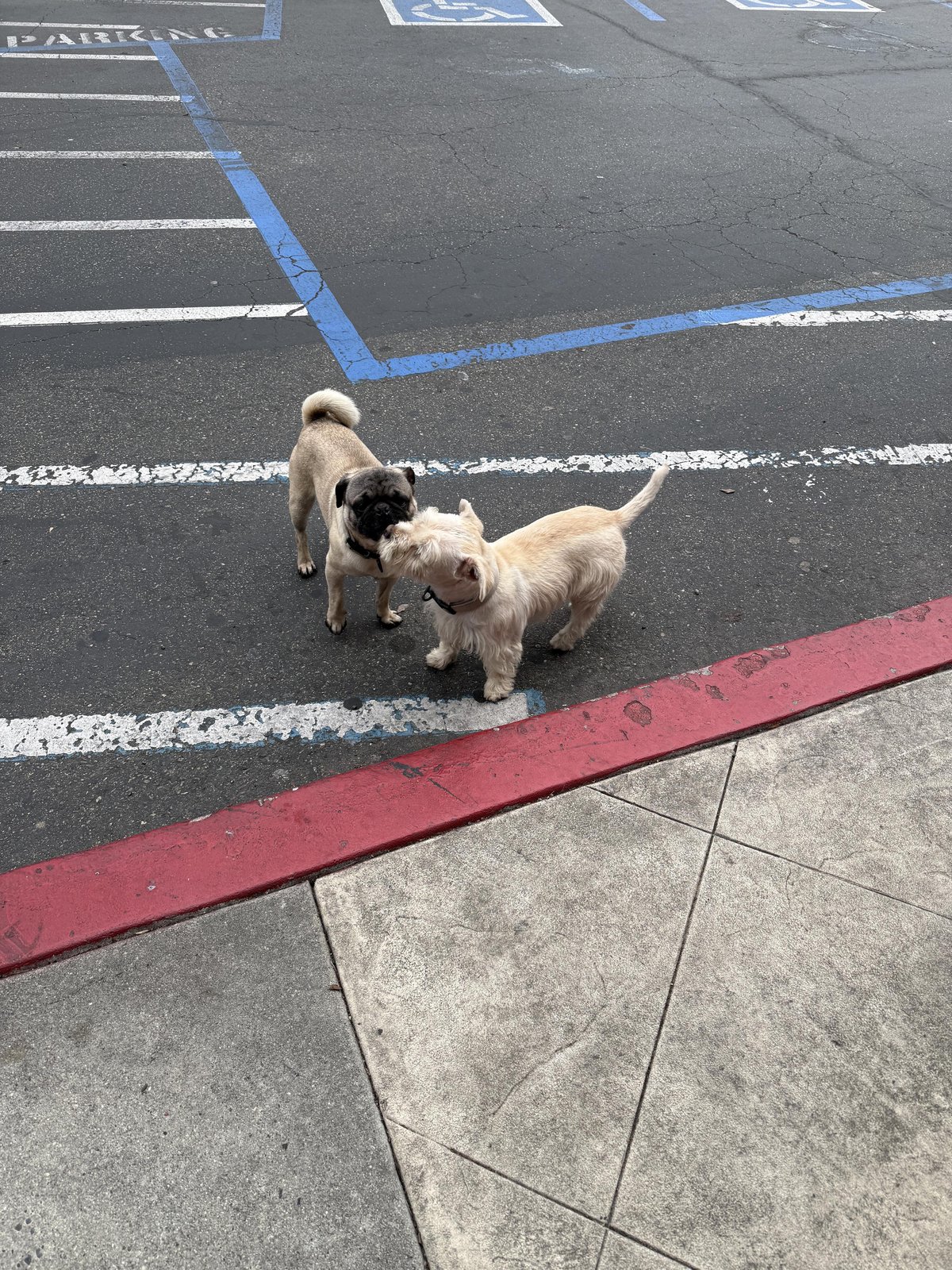 Found Dog in Brighton, England — listing photo