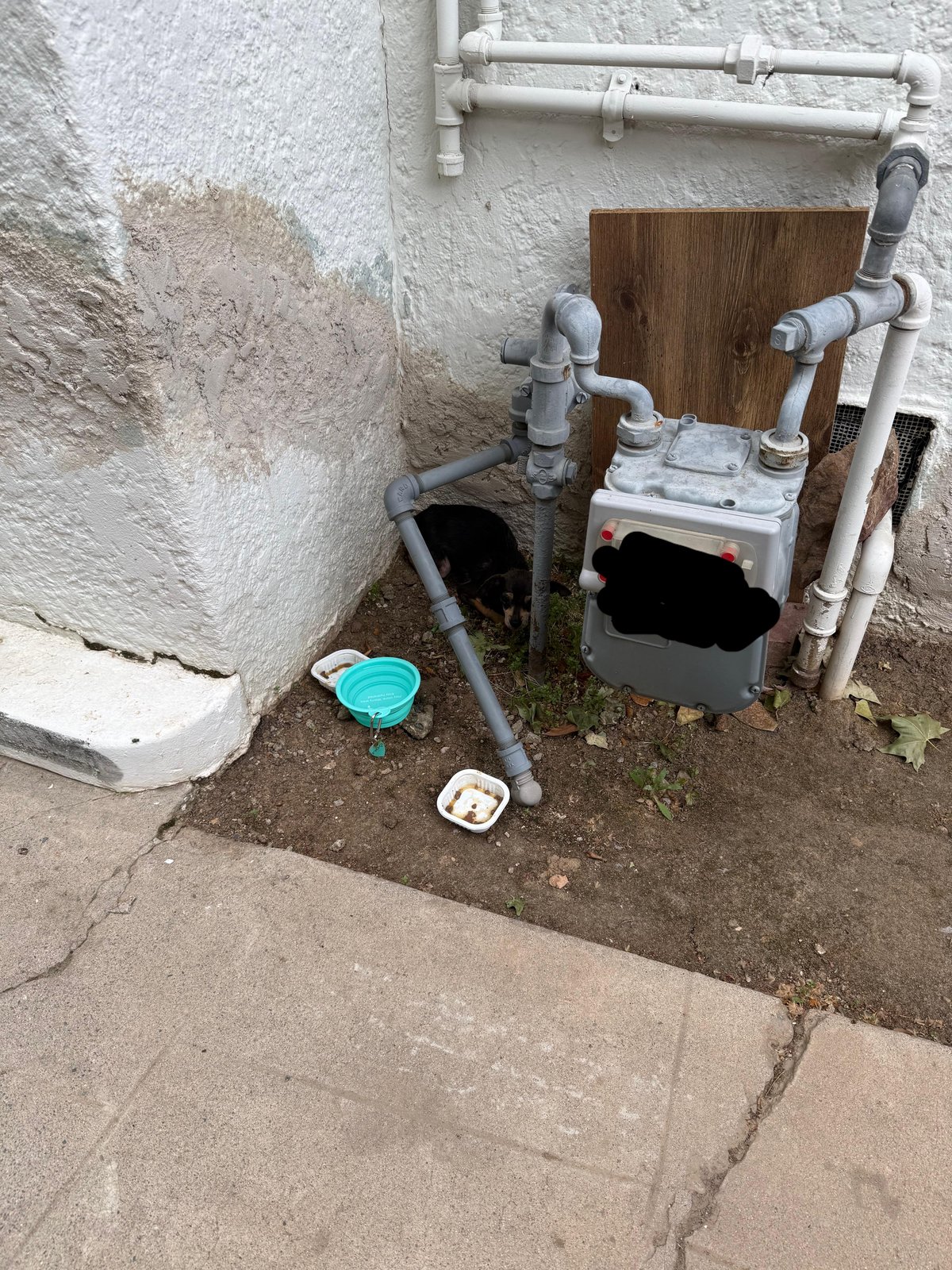 Lost Dog in Oxford, England — listing photo