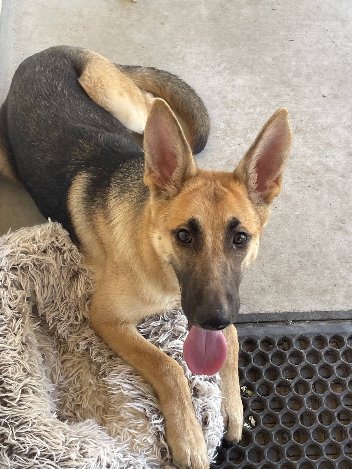Found Dog in Belfast, Northern Ireland — Stray dog found safe
