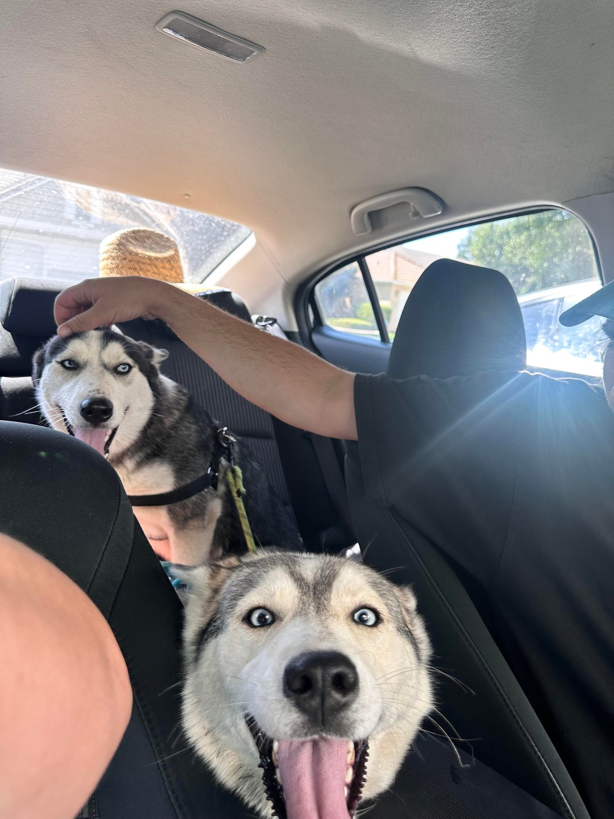 Found Dog in London, England — listing photo