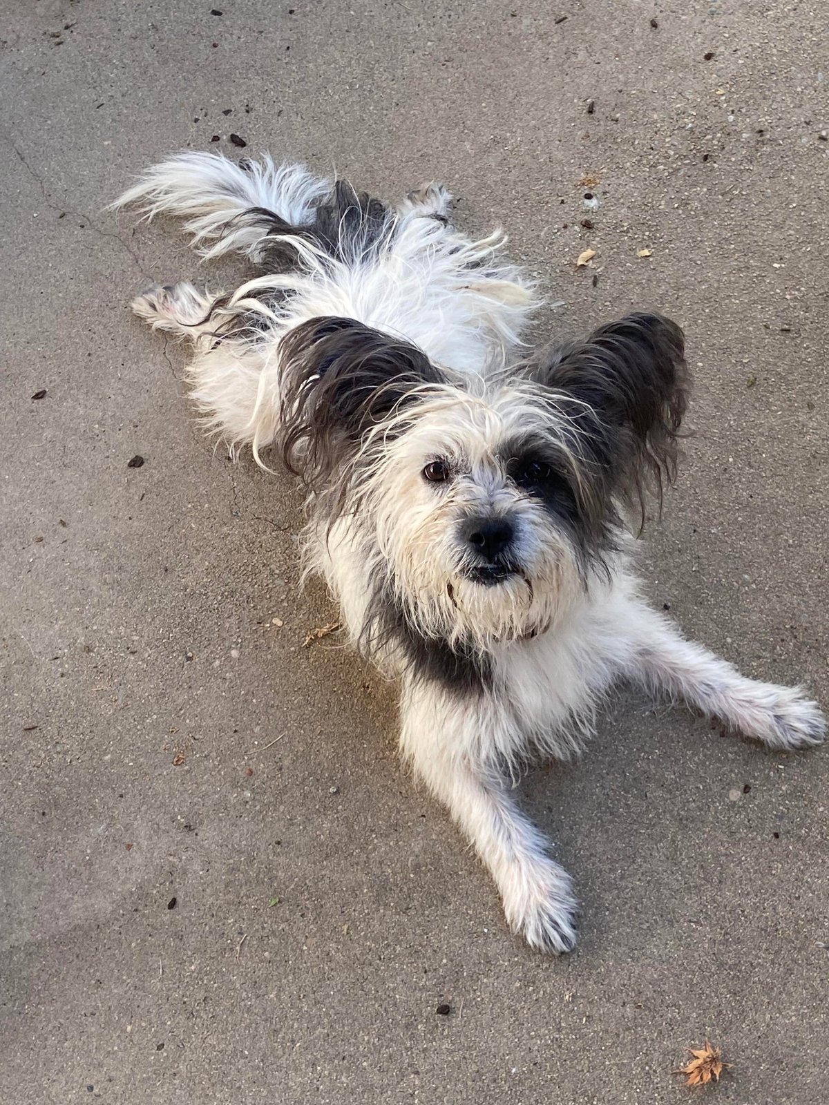 Found Dog in Plymouth, England — Stray dog found safe